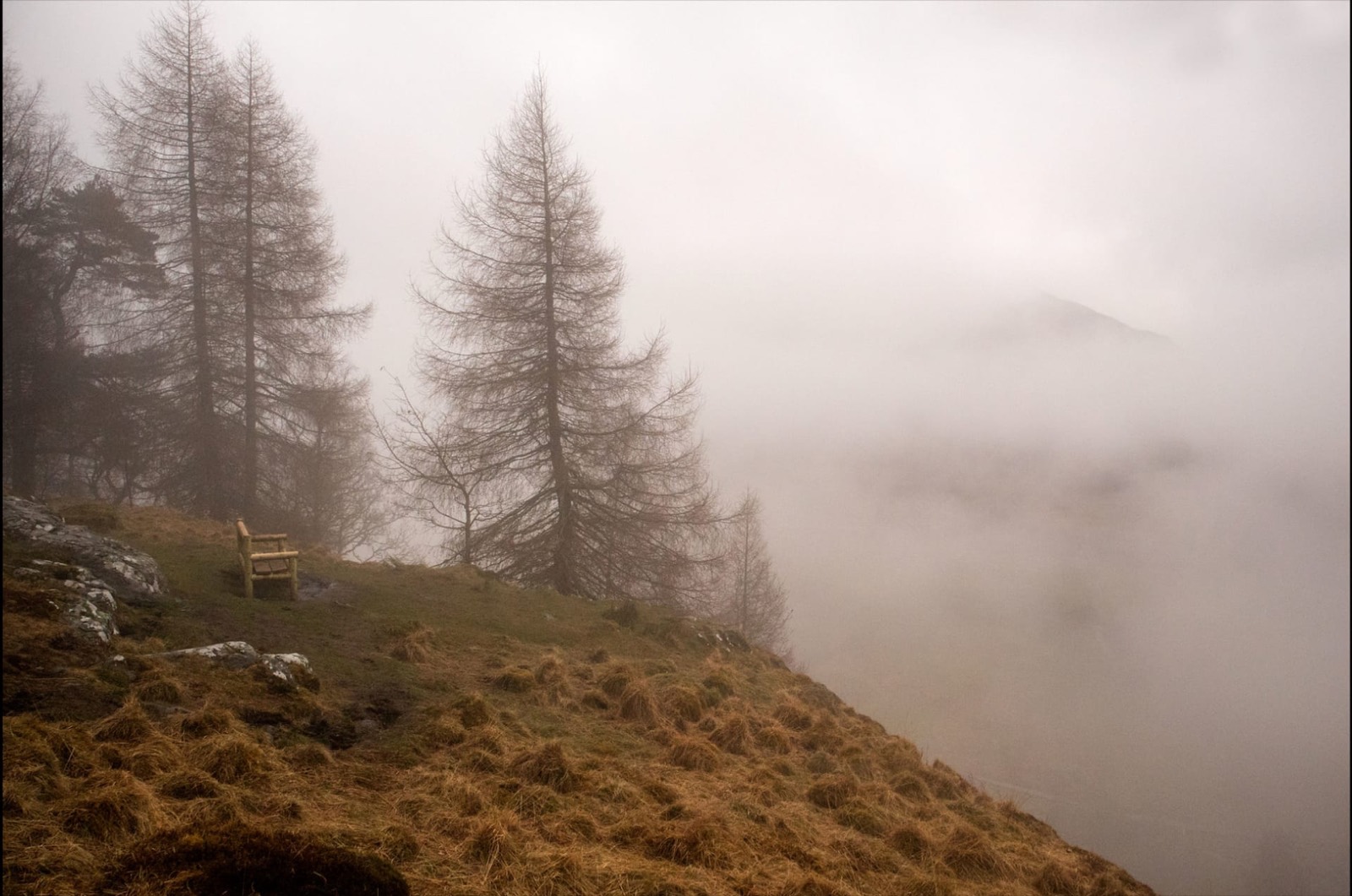 Larches on the hillside in the mist